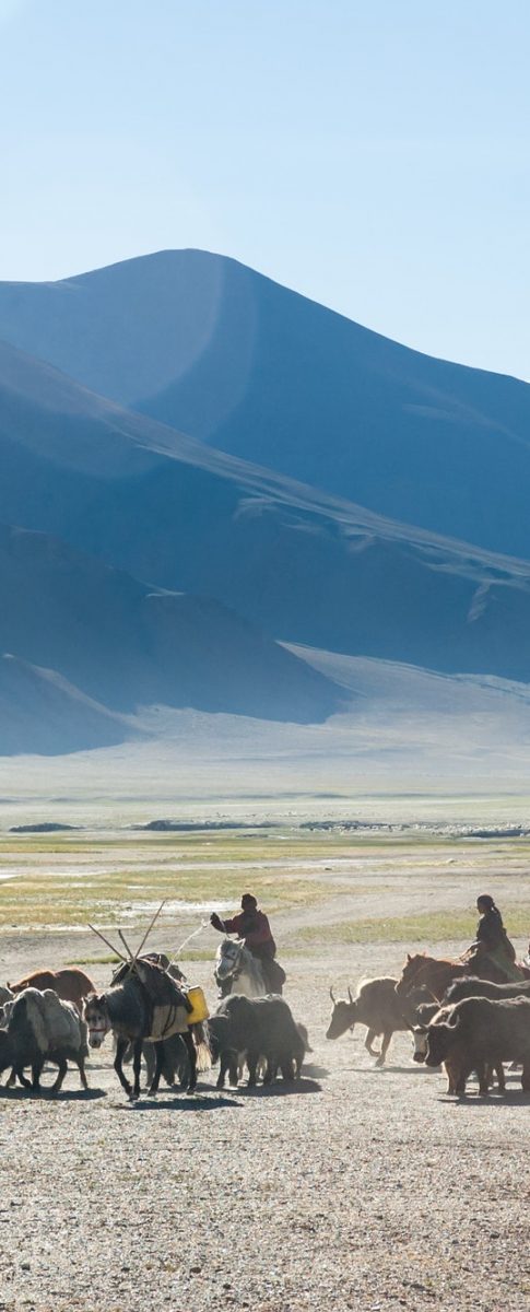 Tibetan nomads travelling with hourses and yaks. Ladakh highland